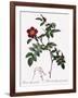 Alpine Rose Varietal-Pierre Joseph Redoute-Framed Giclee Print