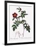 Alpine Rose Varietal-Pierre Joseph Redoute-Framed Giclee Print