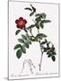 Alpine Rose Varietal-Pierre Joseph Redoute-Mounted Giclee Print