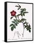 Alpine Rose Varietal-Pierre Joseph Redoute-Framed Stretched Canvas