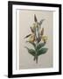 Alpine Rose-Pierre-Joseph Redoute-Framed Art Print