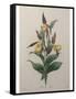 Alpine Rose-Pierre-Joseph Redoute-Framed Stretched Canvas