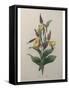Alpine Rose-Pierre-Joseph Redoute-Framed Stretched Canvas