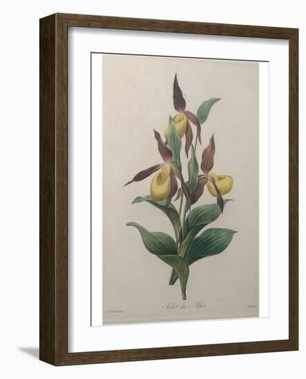 Alpine Rose-Pierre-Joseph Redoute-Framed Art Print