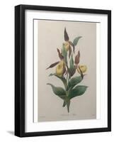 Alpine Rose-Pierre-Joseph Redoute-Framed Art Print