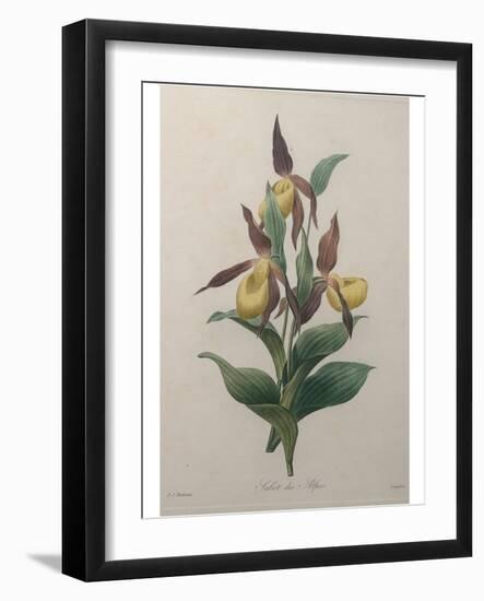 Alpine Rose-Pierre-Joseph Redoute-Framed Art Print