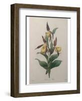 Alpine Rose-Pierre-Joseph Redoute-Framed Art Print