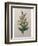 Alpine Rose-Pierre-Joseph Redoute-Framed Art Print