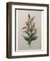 Alpine Rose-Pierre-Joseph Redoute-Framed Art Print