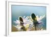 Alpine Sea Holly, Eryngium Alpinum, Detail-Alfons Rumberger-Framed Photographic Print