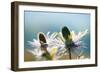 Alpine Sea Holly, Eryngium Alpinum, Detail-Alfons Rumberger-Framed Photographic Print