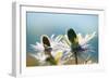 Alpine Sea Holly, Eryngium Alpinum, Detail-Alfons Rumberger-Framed Photographic Print