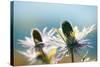 Alpine Sea Holly, Eryngium Alpinum, Detail-Alfons Rumberger-Stretched Canvas