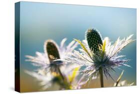 Alpine Sea Holly, Eryngium Alpinum, Detail-Alfons Rumberger-Stretched Canvas