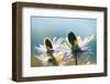 Alpine Sea Holly, Eryngium Alpinum, Detail-Alfons Rumberger-Framed Photographic Print