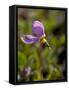 Alpine Shooting Star (Dodecatheon Alpinum), Shoshone National Forest, Wyoming-James Hager-Framed Stretched Canvas