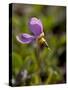 Alpine Shooting Star (Dodecatheon Alpinum), Shoshone National Forest, Wyoming-James Hager-Stretched Canvas