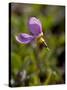Alpine Shooting Star (Dodecatheon Alpinum), Shoshone National Forest, Wyoming-James Hager-Stretched Canvas