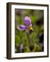 Alpine Shooting Star (Dodecatheon Alpinum), Shoshone National Forest, Wyoming-James Hager-Framed Photographic Print