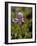 Alpine Shooting Star (Dodecatheon Alpinum), Shoshone National Forest, Wyoming-James Hager-Framed Photographic Print