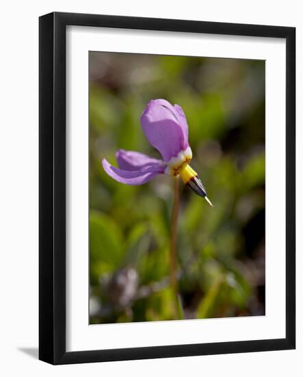 Alpine Shooting Star (Dodecatheon Alpinum), Shoshone National Forest, Wyoming-James Hager-Framed Photographic Print