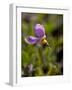 Alpine Shooting Star (Dodecatheon Alpinum), Shoshone National Forest, Wyoming-James Hager-Framed Photographic Print