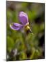 Alpine Shooting Star (Dodecatheon Alpinum), Shoshone National Forest, Wyoming-James Hager-Mounted Photographic Print