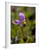 Alpine Shooting Star (Dodecatheon Alpinum), Shoshone National Forest, Wyoming-James Hager-Framed Photographic Print