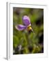 Alpine Shooting Star (Dodecatheon Alpinum), Shoshone National Forest, Wyoming-James Hager-Framed Photographic Print