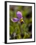 Alpine Shooting Star (Dodecatheon Alpinum), Shoshone National Forest, Wyoming-James Hager-Framed Photographic Print