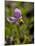 Alpine Shooting Star (Dodecatheon Alpinum), Shoshone National Forest, Wyoming-James Hager-Mounted Photographic Print