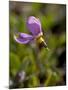 Alpine Shooting Star (Dodecatheon Alpinum), Shoshone National Forest, Wyoming-James Hager-Mounted Photographic Print