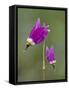 Alpine Shooting Star (Dodecatheon Alpinum), Yellowstone National Park, Wyoming, USA, North America-James Hager-Framed Stretched Canvas