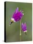 Alpine Shooting Star (Dodecatheon Alpinum), Yellowstone National Park, Wyoming, USA, North America-James Hager-Stretched Canvas