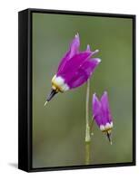 Alpine Shooting Star (Dodecatheon Alpinum), Yellowstone National Park, Wyoming, USA, North America-James Hager-Framed Stretched Canvas