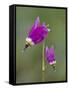 Alpine Shooting Star (Dodecatheon Alpinum), Yellowstone National Park, Wyoming, USA, North America-James Hager-Framed Stretched Canvas