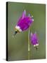 Alpine Shooting Star (Dodecatheon Alpinum), Yellowstone National Park, Wyoming, USA, North America-James Hager-Stretched Canvas