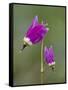 Alpine Shooting Star (Dodecatheon Alpinum), Yellowstone National Park, Wyoming, USA, North America-James Hager-Framed Stretched Canvas