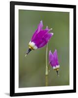 Alpine Shooting Star (Dodecatheon Alpinum), Yellowstone National Park, Wyoming, USA, North America-James Hager-Framed Premium Photographic Print