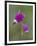 Alpine Shooting Star (Dodecatheon Alpinum), Yellowstone National Park, Wyoming, USA, North America-James Hager-Framed Premium Photographic Print