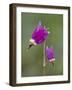 Alpine Shooting Star (Dodecatheon Alpinum), Yellowstone National Park, Wyoming, USA, North America-James Hager-Framed Photographic Print