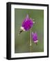 Alpine Shooting Star (Dodecatheon Alpinum), Yellowstone National Park, Wyoming, USA, North America-James Hager-Framed Photographic Print