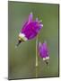 Alpine Shooting Star (Dodecatheon Alpinum), Yellowstone National Park, Wyoming, USA, North America-James Hager-Mounted Photographic Print