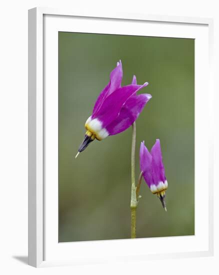 Alpine Shooting Star (Dodecatheon Alpinum), Yellowstone National Park, Wyoming, USA, North America-James Hager-Framed Photographic Print