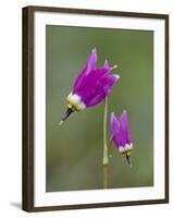 Alpine Shooting Star (Dodecatheon Alpinum), Yellowstone National Park, Wyoming, USA, North America-James Hager-Framed Photographic Print