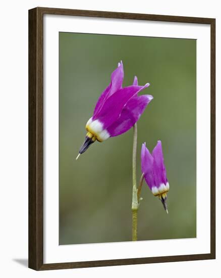 Alpine Shooting Star (Dodecatheon Alpinum), Yellowstone National Park, Wyoming, USA, North America-James Hager-Framed Photographic Print