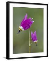 Alpine Shooting Star (Dodecatheon Alpinum), Yellowstone National Park, Wyoming, USA, North America-James Hager-Framed Photographic Print