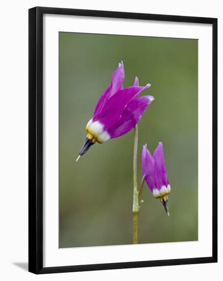 Alpine Shooting Star (Dodecatheon Alpinum), Yellowstone National Park, Wyoming, USA, North America-James Hager-Framed Photographic Print