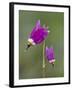 Alpine Shooting Star (Dodecatheon Alpinum), Yellowstone National Park, Wyoming, USA, North America-James Hager-Framed Photographic Print