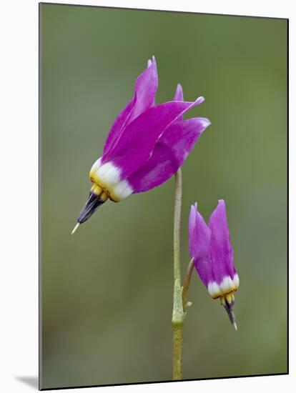 Alpine Shooting Star (Dodecatheon Alpinum), Yellowstone National Park, Wyoming, USA, North America-James Hager-Mounted Photographic Print